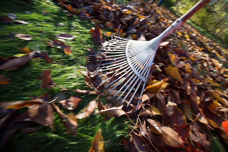 Nach dem Winter sollten als erstes Herbstlaub und trockene Stöckchen vom Rasen gesammelt werden. - © Florian Schuh/dpa-tmn