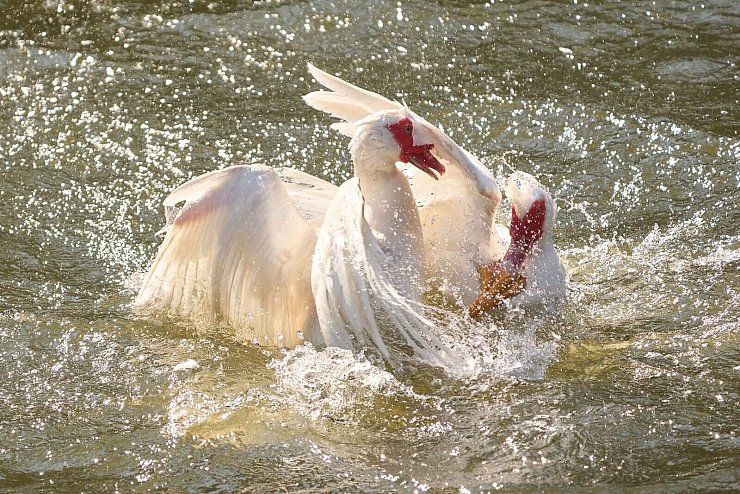 Zwei Gänse streiten sich auf der Lahn. - © Thomas Frey/dpa