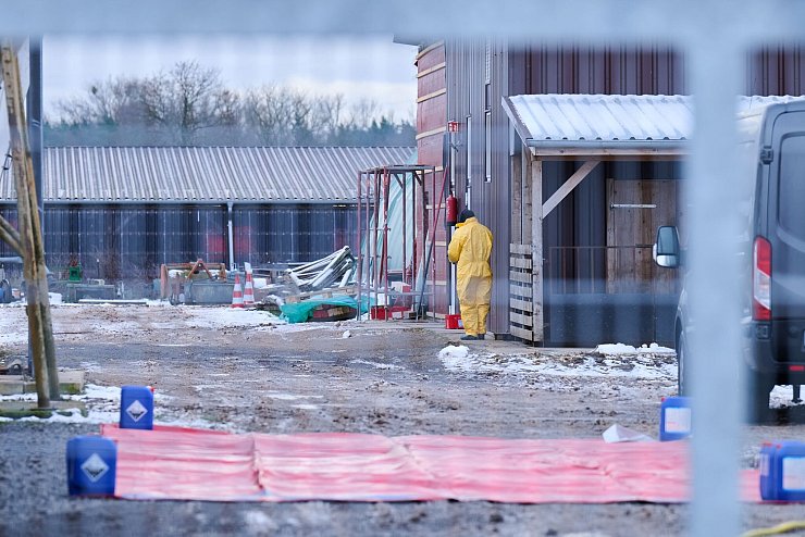 Nach dem Ausbruch der Maul- und Klauenseuche werden rund 200 Schweine innerhalb einer Sperrzone vorsorglich getötet. - © Annette Riedl/dpa