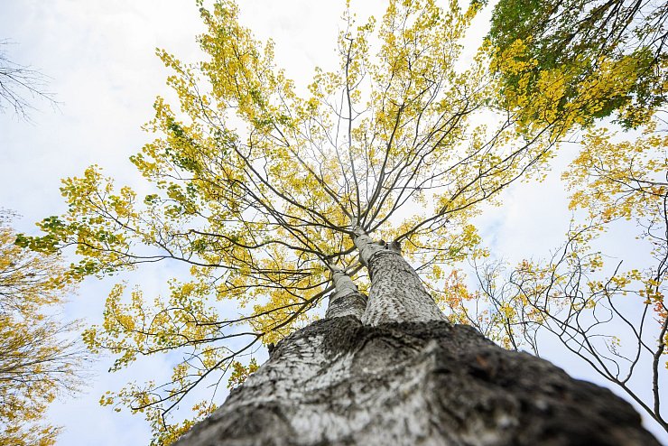 Die Zitterpappel steht für Widerstandskraft, Artenvielfalt sowie Erneuerung. - © Julian Stratenschulte/dpa