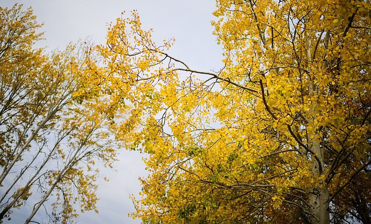 Die Zitterpappel verdankt ihr typisches, «zitterndes» Laub dem seitlich abgeflachten Blattstiel – schon ein leichter Wind versetzt ihre Krone in Bewegung. - © Julian Stratenschulte/dpa