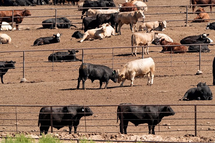 Selbst bei einer globalen Energiewende weg von fossilen Brennstoffen würden allein die Ernährungssysteme dazu führen, dass die Erderwärmung nicht auf 1,5 Grad begrenzt werden kann, heißt es im Bericht. (Archivbild) - © Charlie Riedel/AP/dpa