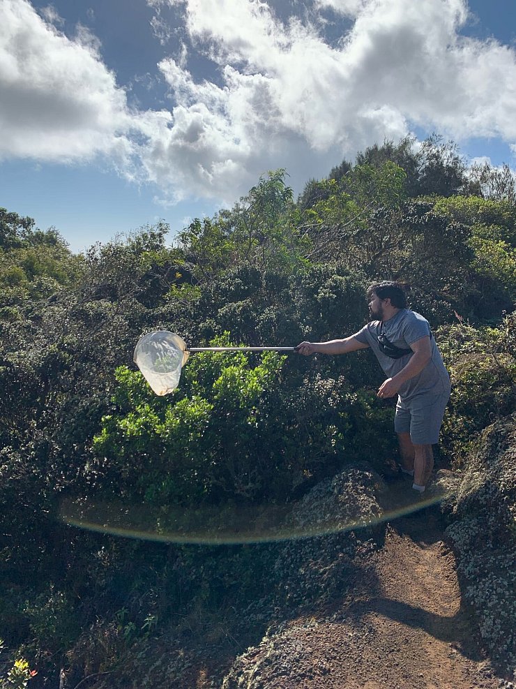 Die fleischfressenden Raupen wurden bislang nur in einem 15 Quadratkilometer großen Stück Bergwald auf der hawaiianischen Insel O\'ahu beobachtet. - © Rubinoff Lab, Entomology Section/University of Hawaii, Manoa/dpa