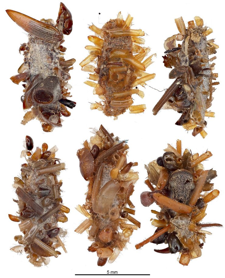 Ihr Tarngewand aus ungenießbaren Körperteilen ihrer Insektenbeute kuratiert und konstruiert die Knochensammler-Raupe äußerst sorgfältig. - © Rubinoff Lab, Entomology Section/University of Hawaii, Manoa/dpa