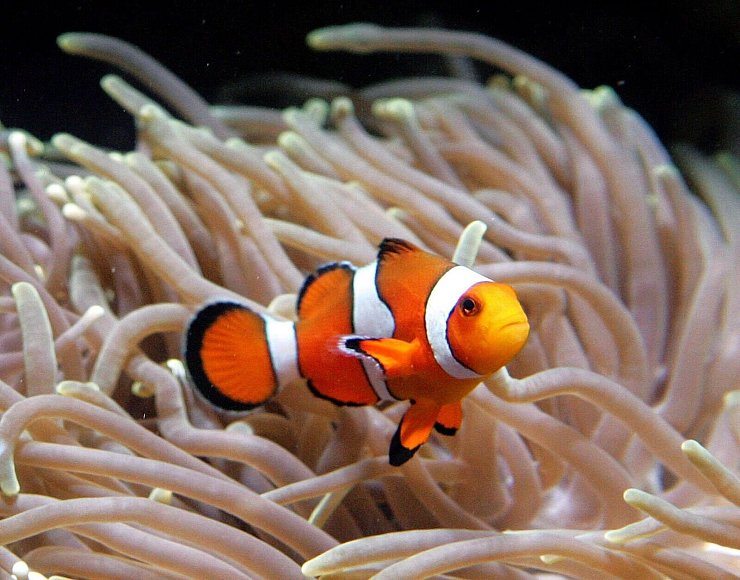 Clownfische leben im Schutz von Seeanemonen. (Archivbild) - © Ahmad Yusni/epa/dpa