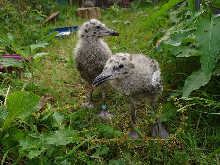 Warten auf etwas zu futtern.. - © Emma Inzani/University of Exeter/dpa