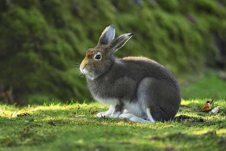 Das Sommerfell soll die Hasen schwerer sichtbar machen für Füchse, Marder, Raben und Greifvögel. - © Stefan Huwiler/Imagebroker/ DeutscheWildtierStiftung/dpa
