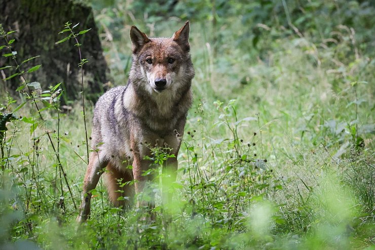 Die Debatte um die Bejagung des Wolfs geht weiter. Tirol will einen regulären Abschuss. - © Christian Charisius/dpa