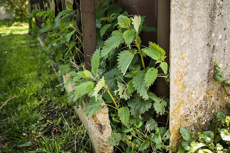 Vielseitige Brennnessel: Sie dient als Futter für Schmetterlingsraupen, schmeckt auch Menschen und ist als Jauche ein hervorragender Dünger. - © Christin Klose/dpa-tmn