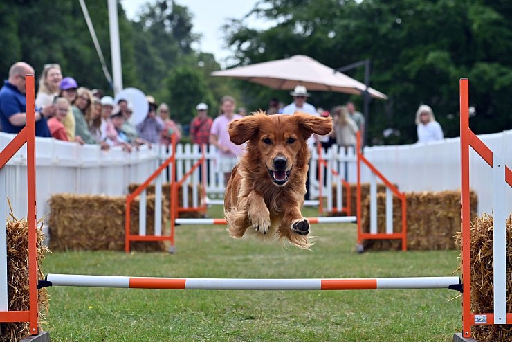 Sportlich: Ein Hund nimmt die Hürden beim Goodwoof Fest in West Sussex - © Jas Lehal Media Assignments/PA Wire/dpa