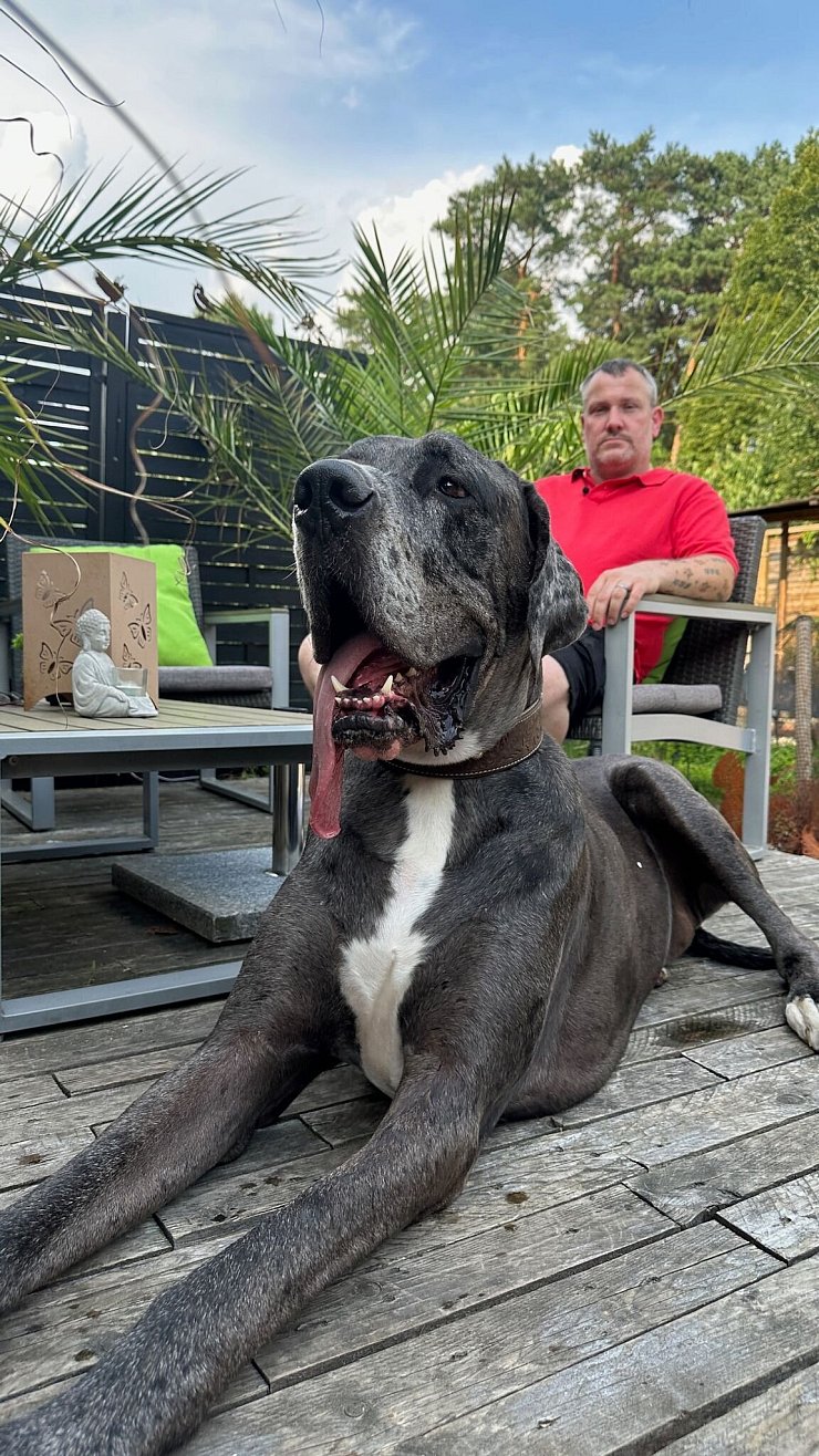 Dogge Ramses und Besitzer Patrick Hein: Schafft es der Hund als größter lebender Hund ins Guinness-Buch der Rekorde? - © Tobias Grahn/TNN/dpa