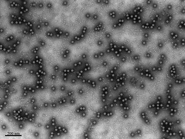 Der erstmalige Ausbruch des Virus in Deutschland seit rund 35 Jahren hat viele überrascht. (Archvibild) - © Granzow/Friedrich-Loeffler-Institut /dpa