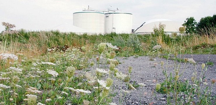 Wildwuchs soll weichen: Auf diesem Gelände an der Wilberger Straße könnten zwei Behälter für Gärsubstrat entstehen. - © Foto: Beckmann