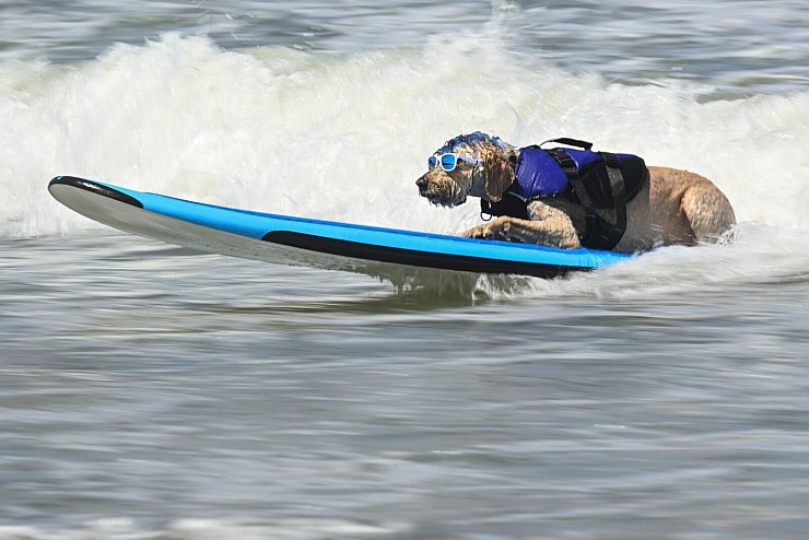 Jeder Hund hat seine eigene Technik beim Surfen - dieser Hund namens Derby lässt es gemütlich aussehen. - © Eakin Howard/AP/dpa