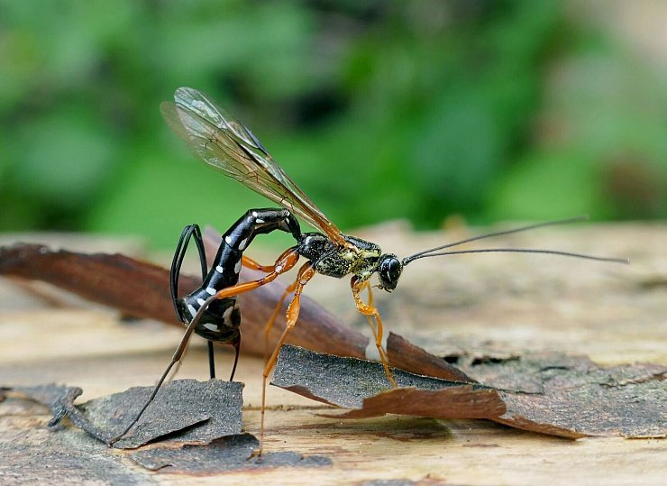 Die Schlupfwespen-Larve frisst die Holzwespen-Larve auf. - © Matej Schwarz/Senckenberg Gesellschaft für Naturforschung /dpa