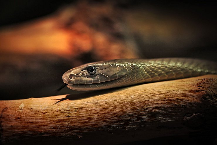 Das entwickelte Mittel soll auch gegen das Gift der Schwarzen Mamba wirken. (Archivbild) - © Fredrik von Erichsen/dpa