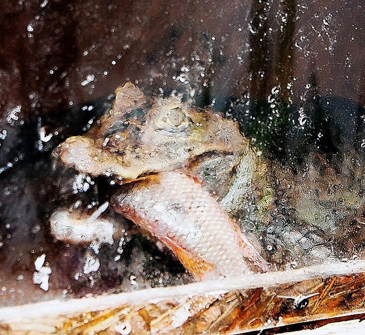 Dieses fischfressende Reptil lebt in einer Harsewinkeler Wohnung. - © FOTO: CHRISTIAN MATHIESEN