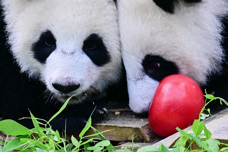 Zum Geburtstag gab es Eismurmeln im Berliner Zoo. - © Sebastian Christoph Gollnow/dpa