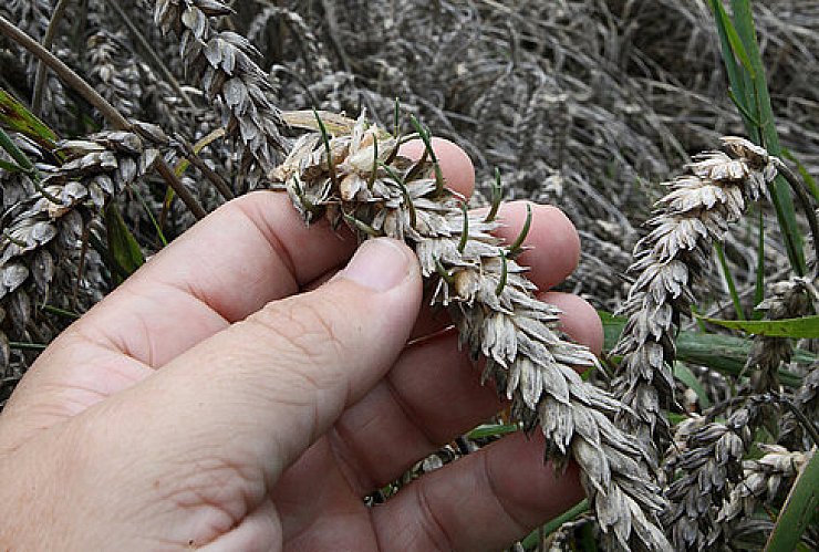 Der Sommerregen
und seine Folgen - © Kreis Lippe