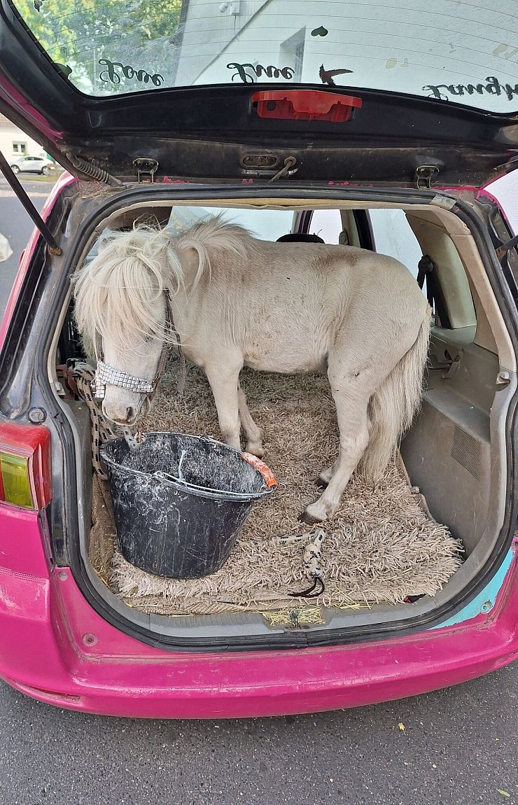 Ein Pony im Pkw: Die Polizei stoppt einen ungewöhnlichen Transport. - © Polizei Aachen/dpa