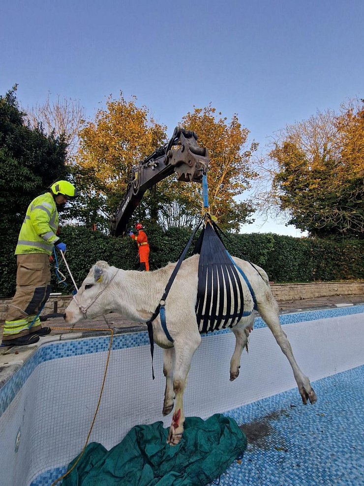 Mit einem Seilzug hievten die Einsatzkräfte das Tier aus dem Pool. - © -/Leicestershire Fire And Rescue Service/PA Media/dpa