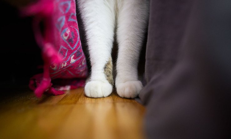 Eine Katze steht mit ihren zwei Vorderpfoten in einer Wohnung. - © Julian Stratenschulte/dpa