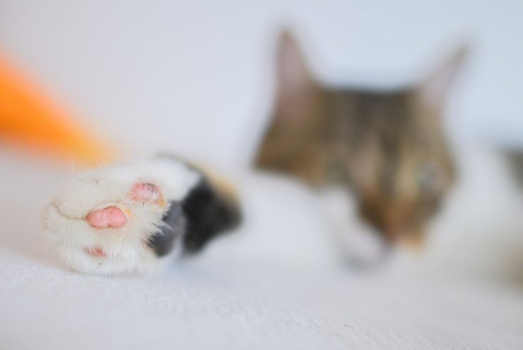 Eine Katze liegt mit einer ausgestreckten Pfote in einer Wohnung. - © Julian Stratenschulte/dpa