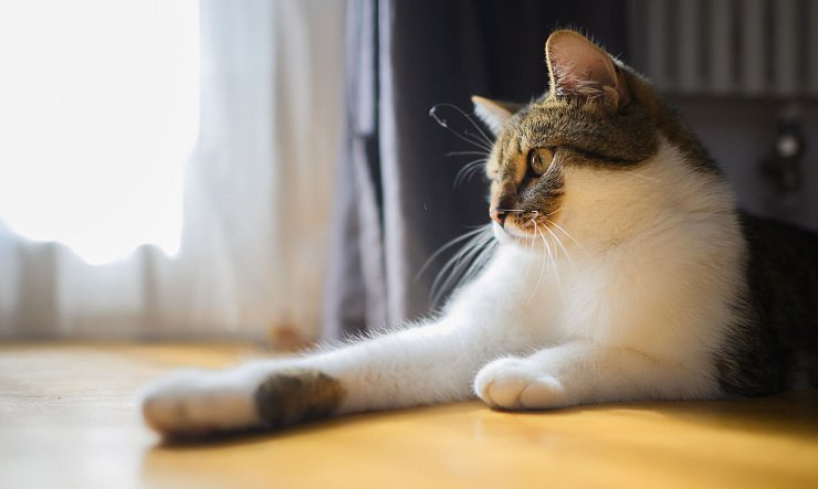 Eine Katze liegt mit ihren zwei Vorderpfoten in einer Wohnung. - © Julian Stratenschulte/dpa