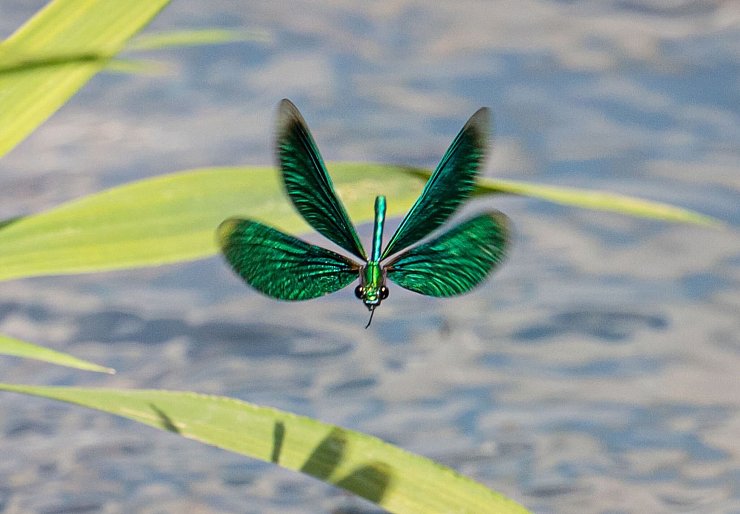 Die Larven der Libellen entwickeln sich im Wasser. (Archivbild) - © Frank Rumpenhorst/dpa