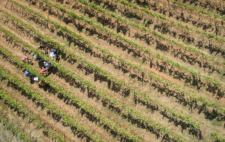 Mit steigenden Temperaturen könnten Weinbauern sich weg von Südhängen bewegen. (Archivbild) - © Boris Roessler/dpa