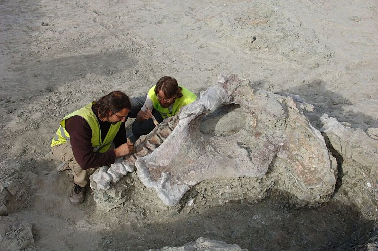 Manche Dinosaurier-Knochen haben gewaltige Ausmaße. Portugiesische und spanische Forschenden haben neue entdeckt. - © Gbe-Uned/dpa