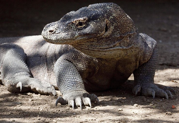 Komodo-Warane sind offiziell als «gefährdet» eingestuft. (Archivbild) - © Matthys/epa/dpa