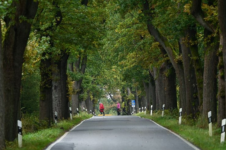 Eine Allee hat zu jeder Jahreszeit einen anderen Reiz. - © Uwe Zucchi/dpa