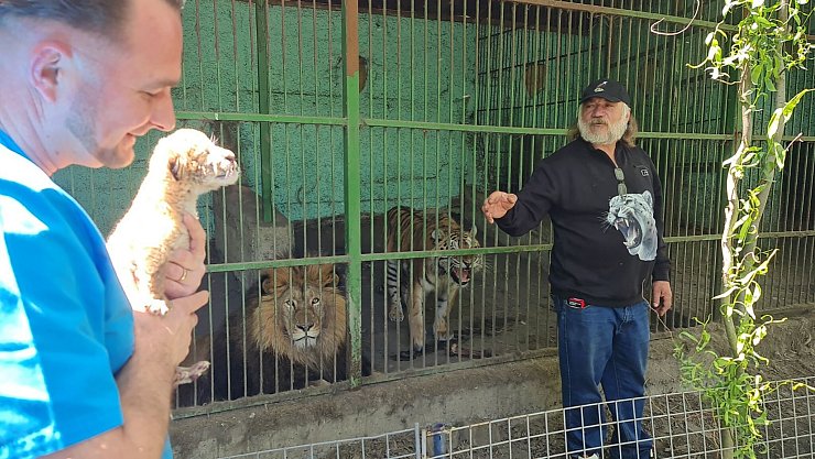 Tierarzt Gabriel Gaspar (l) mit dem Liger-Baby und Zoo-Besitzer Dorin Soimaru stehen vor dem Käfig, in dem die Eltern des Ligers, der Löwe und die Tiger-Dame zu sehen sind. - © Cosmin Romega/dpa