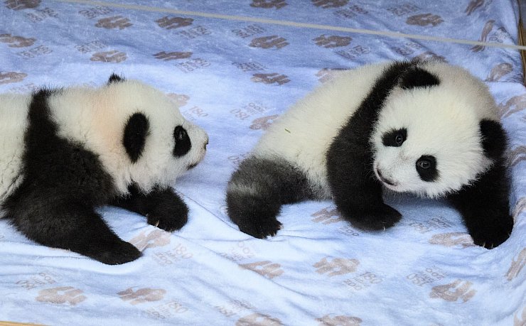 Die chinesischen Namen lauten Meng Hao und Meng Tian. - © Bernd von Jutrczenka/dpa