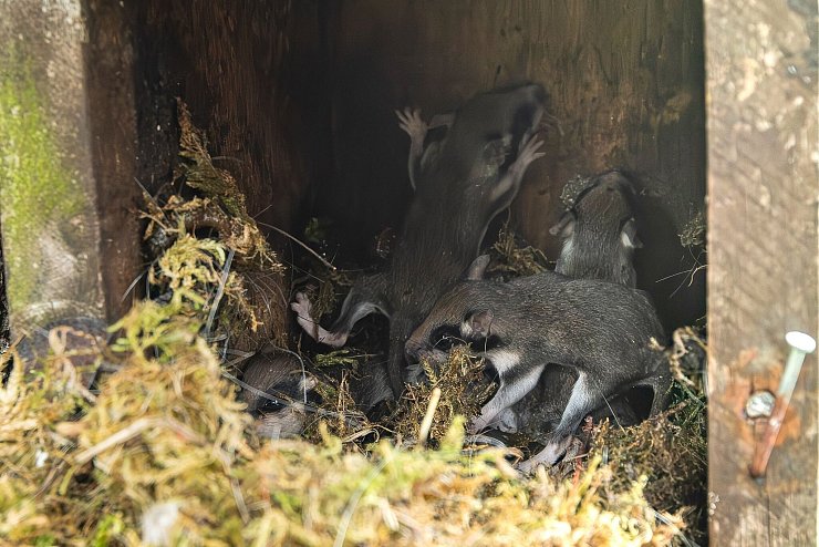 Auch in Nistkästen bauen die kleinen Tiere ihre Nester - wie hier im Harz. (Archivbild) - © Maurice Arndt/dpa