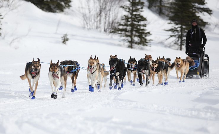 Wegen Schneemangels in Alaska wurde die Iditarod-Rennroute in diesem Jahr geändert. (Archivbild) - © Christy Prosser/ZUMA Press Wire/dpa