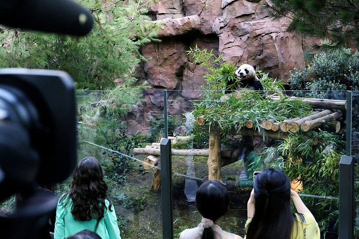 Große Pandabären sind nicht nur niedlich, sondern auch sehr selten. - © Derrick Tuskan/AP/dpa
