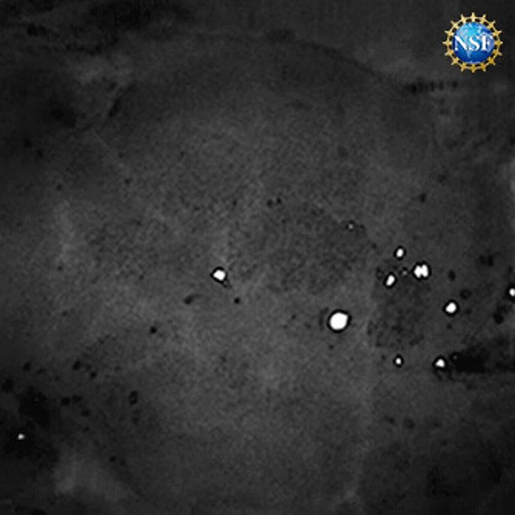 Mit schlichter Lebensmittelfarbe lässt sich Haut transparent machen - wohl auch bei Menschen. - © Gail Rupert/NSF/Stanford University/dpa