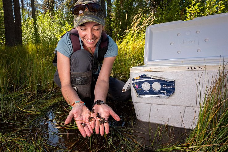 Kate Belleville vom California Department of Fish and Wildlife hält winzige Frösche in ihren Händen. - © Ryan Wagner/Nature/dpa