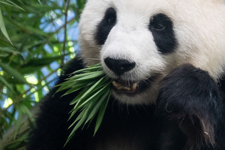 Das schwangere Pandaweibchen Meng Meng mit ihrem Lieblingsessen Bambus. - © Sebastian Gollnow/dpa