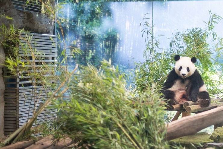 Nach fünf Jahren wird im Berliner Zoo wieder Panda-Nachwuchs erwartet. Die schwangere Meng Meng zeigt sie sich gerade eher selten. - © Sebastian Gollnow/dpa