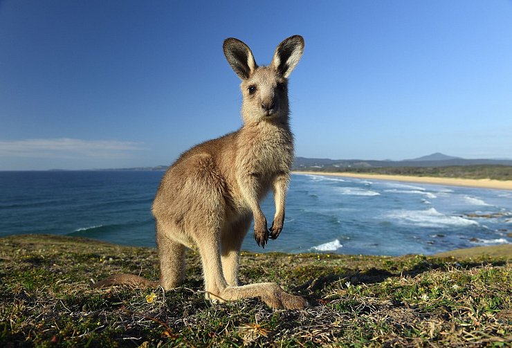 Kängurus gelten bei vielen Farmern in Australien als Plage. (Archivbild) - © Dave Hunt/AAP/dpa