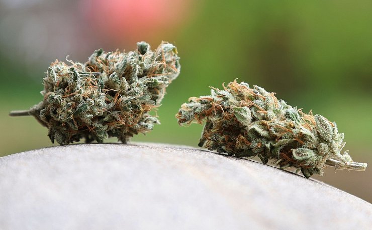 Getrocknete Cannabis-Blüten. (Archivbild) - © Karl-Josef Hildenbrand/dpa