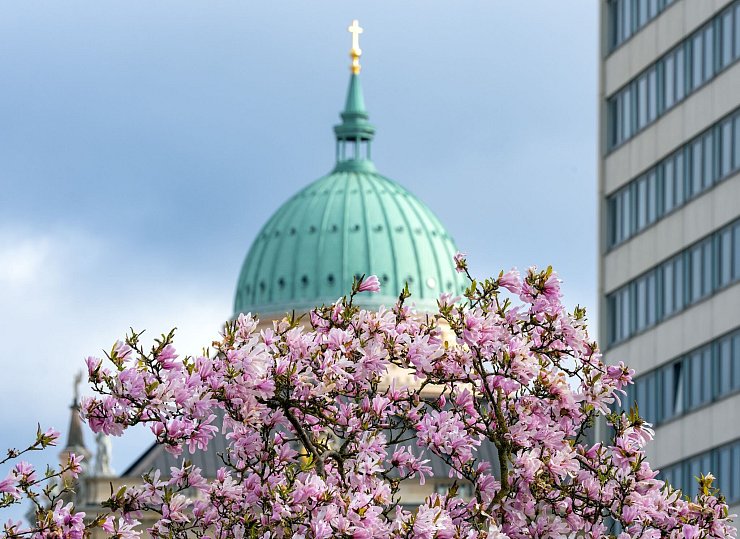 Sternmagnolie im Lustgarten in der Potsdamer Innenstadt - © Soeren Stache/dpa