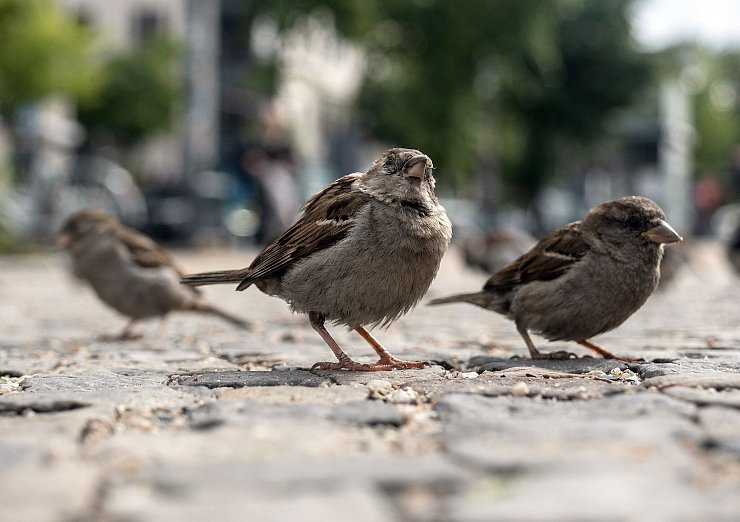 Das Knüpfen von Freundschaften verschafft jungen Spatzen einen evolutionären Vorteil. (Archivbild) - © Paul Zinken/dpa-Zentralbild/dpa