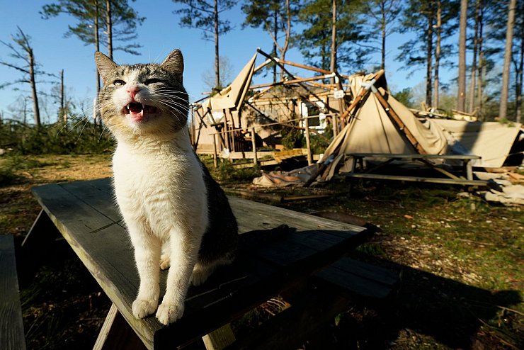 Stürme in den USA: Eine Katze sitzt vor einer zerstörten Hütte im Paradise Ranch RV Resort. - © Rogelio V. Solis/FR172183 AP/AP/dpa
