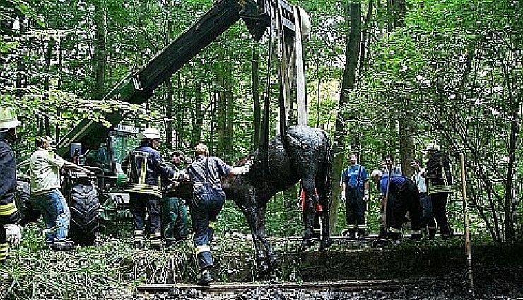 Stute aus Schlammloch gerettet - © Bad Driburg