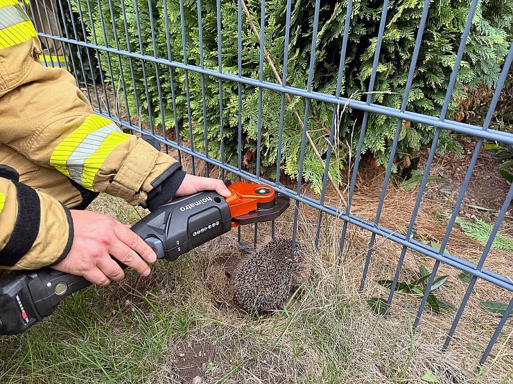 Mit einer Rettungszange befreite ein Feuerwehrmann den Igel aus dem Zaun. - © -/Feuerwehr Alpen/dpa