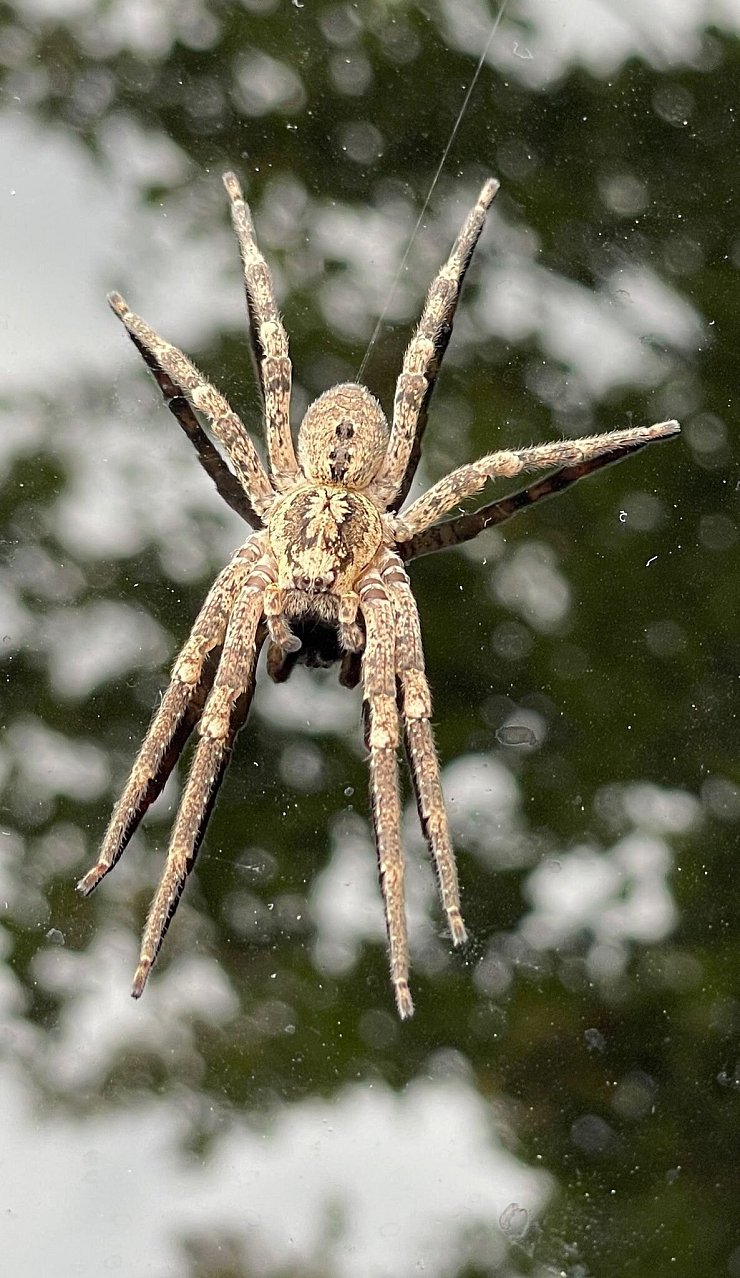 Die Nosferatu-Spinne beist in Ausnahmefällen. (Archivbild) - © Thomas Lutz/dpa
